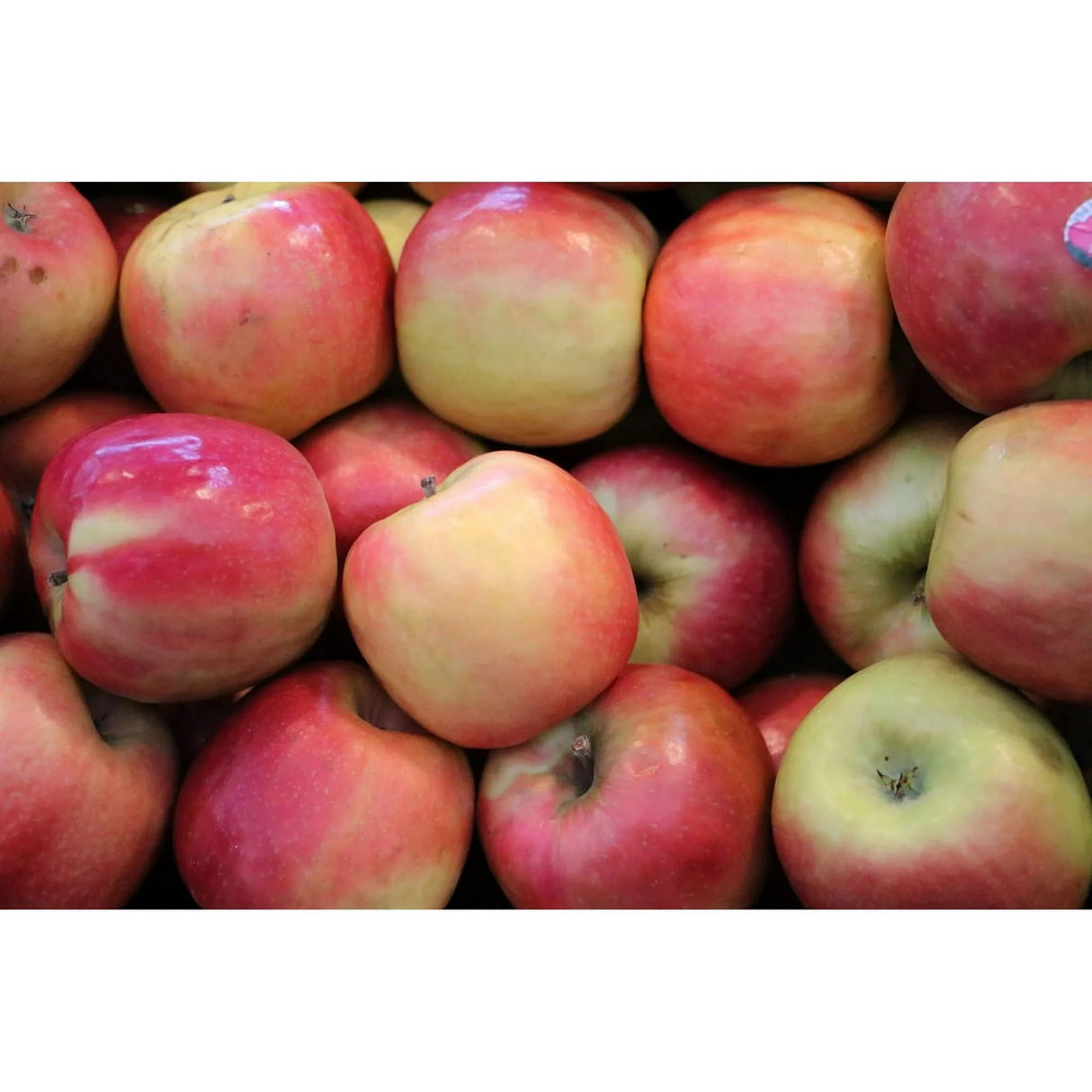 Fresh Pink Lady Apples, 3lb Bag