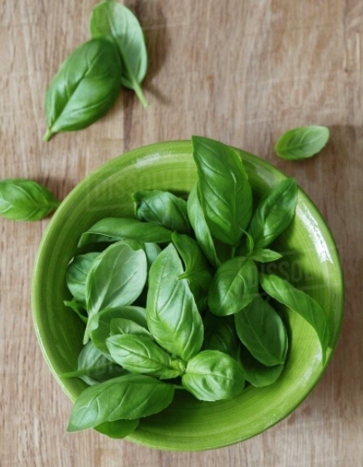 Fresh Basil, 1 lb