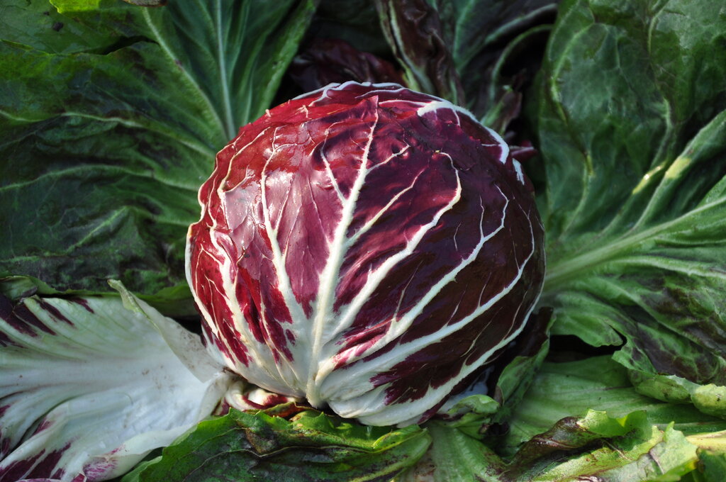 ShopGT Fresh: Radicchio