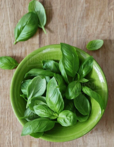 Fresh Basil